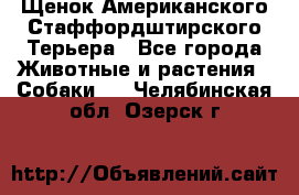 Щенок Американского Стаффордштирского Терьера - Все города Животные и растения » Собаки   . Челябинская обл.,Озерск г.